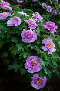 牡丹花开正盛，芍药含苞待放，洛阳牡丹公园春色满园