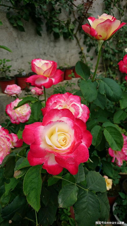 赏花何必独牡丹？精品月季“红双喜”，花中皇后更胜芳