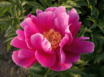 芍药提取物 高浓缩萃取与精细粉末应用优势