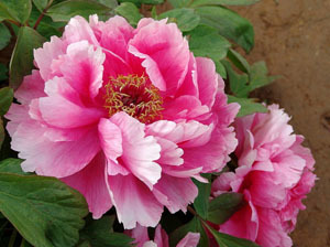 牡丹 花中之王，国色天香