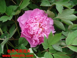 菏泽牡丹芍药 产品展示与店铺装修指南