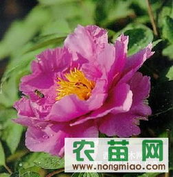 优质牡丹供应指南 厂商、指导价与选购策略