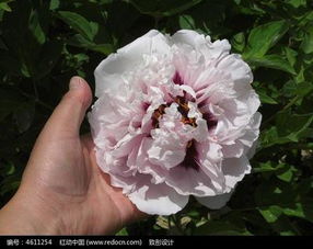 河州牡丹苗木价格解析与特产网选购指南