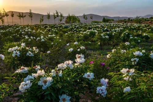 端午相约会宁，共赏芍药倾城