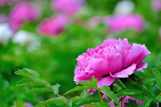 国色天香话牡丹